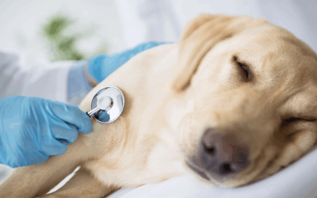 Be on the lookout for signs of this medical emergency in your dog
